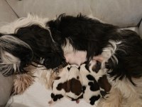 Uluslararası federasyon kayıtlı şecereli shih tzu yavrular