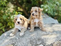 Ruhsatlı İşletmeden F1 Maltipoo Bebekler
