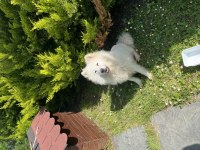 3 Yaşında Dişi Uysal Samoyed