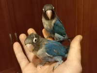 Cennet Papağanı Violet