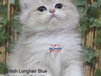 Safkan british longhair yavru