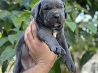 Sağlık ve ırk garantili cane corso yavrularımız