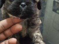 3 Dişi Ve 1 Erkek Yavru 2 Aylık Pekinez