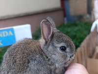 Hollanda Cüce 1 Aylık Tavşan Yavrular