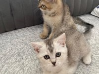 Yavru kedilerimize yuva arıyoruz