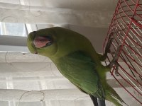 Pakistan Papağanı Kafesiyle Satılır