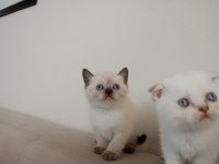 Miniko kedilerim