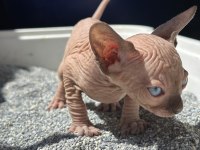 65 Günlük Sıfır Tüy Sfenks Yavrular