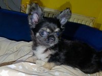 Şivava Bir Dişi Ve Bir Erkek Şivava