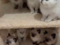 Bakımları Özenle Yapılmış British Shorthair Yavrular