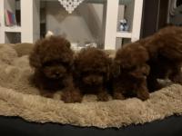 Teslime hazır orjinal toy poodle