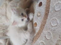 British 2 aylık maviş