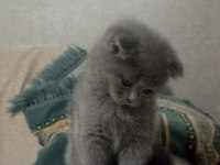 Scottish fold 24 nisan doğumlu 2 aylık kediler