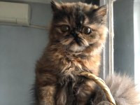 Sevimli İran Kedim Yeni Yuvasını Arıyor