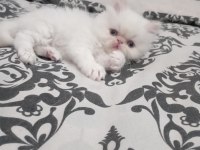 İran Persian Longhair