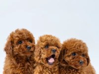 Mükemmel poodle yavrular