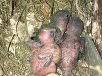 Sevda Papağanı Aşk Kuşu Yeni Yuvasını Arıyor