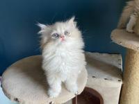 Bicolour safkan british longhair kardeşler