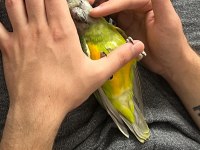 Full evcil 6 aylık yavru senegal papağanı