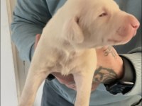 Pink Doberman Yavrularımız Almanyadan İthal Üst Kalite