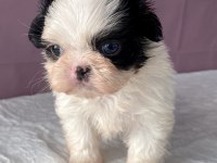 Teacup mavi göz shih-tzu kızım