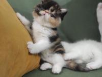 Yeni Yuvasını Arıyor Kedimiz