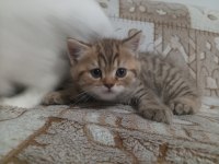 50 günlük british golden yavrumuz