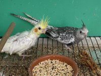 Yavru Sultan Papağanları