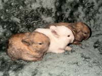 Orijinal Cüce Tavşan Yavruları İstanbul