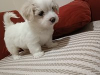 Oldukça Sevimli Orijinal Maltese Bebeklerimiz