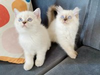 British shorthair ve longhair safkan yuvarlak kafa bebekler