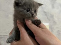 British Shorthair Ve Scottish Yavruları