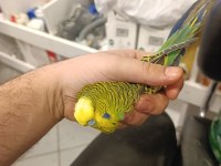 Show Muhabbet Kuşu 2025