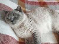 British Blue Point Ve Scottish Fold