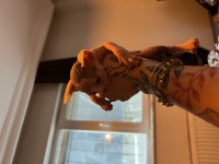 Safkan Kanada Sfenksi Yavruları