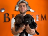 Cana yakın labrador yavrularımız yeni sahibine hazır