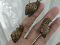 Dev Afrika Salyangozu (Kargo İmkanı)