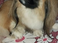 Gerçek İmperial Pekinezler