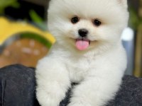 Üst Düzey Pomeranian Boo Yavrularımız