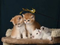 British Shorthair Golden Ve Longhair Yavrular