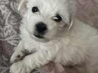 Terrier maltese yavrusu eğlenceli ve çok akıllı