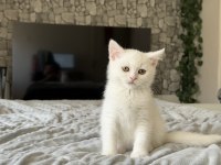 Safkan British Shorthair Beyaz Yavru
