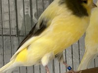 Erkek yorkshire kanarya