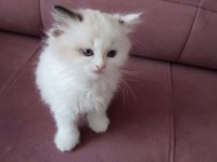 45 Günlük Orjinal Ragdoll Yavruları