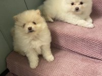 Erkek pomeranian yavrumuz