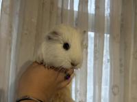 Erkek Sheltie Guinea Pig