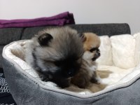 Şampiyon Babadan Erkek Dişi Pomeranian Yavrular