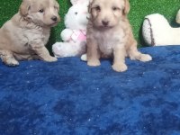 Harika Maltipoo Minikler
