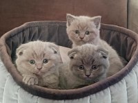 9 mart doğumlu scottish fold