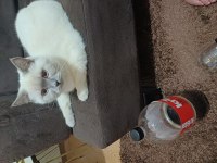 British Shorthair Kızımız Şekeri Sahiplendirmek İstiyorum
